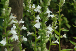 Lobelia siphilitica 'Alba'Virginische lobelia bestellen